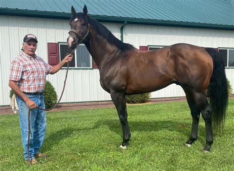 rich miller horse breeder